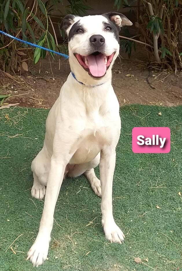 Sally, an adoptable Labrador Retriever, Dalmatian in Las Vegas, NV, 89136 | Photo Image 2