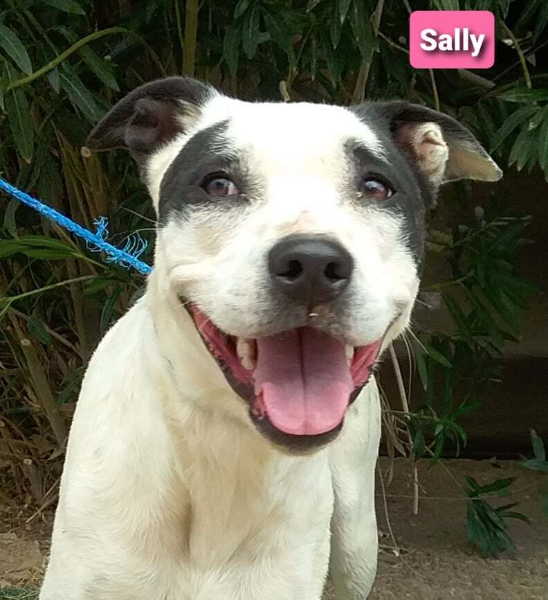 Sally, an adoptable Labrador Retriever, Dalmatian in Las Vegas, NV, 89136 | Photo Image 3