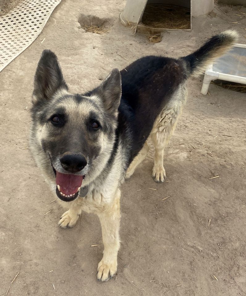 Jaxson, an adoptable German Shepherd Dog in Carson City, NV, 89702 | Photo Image 1