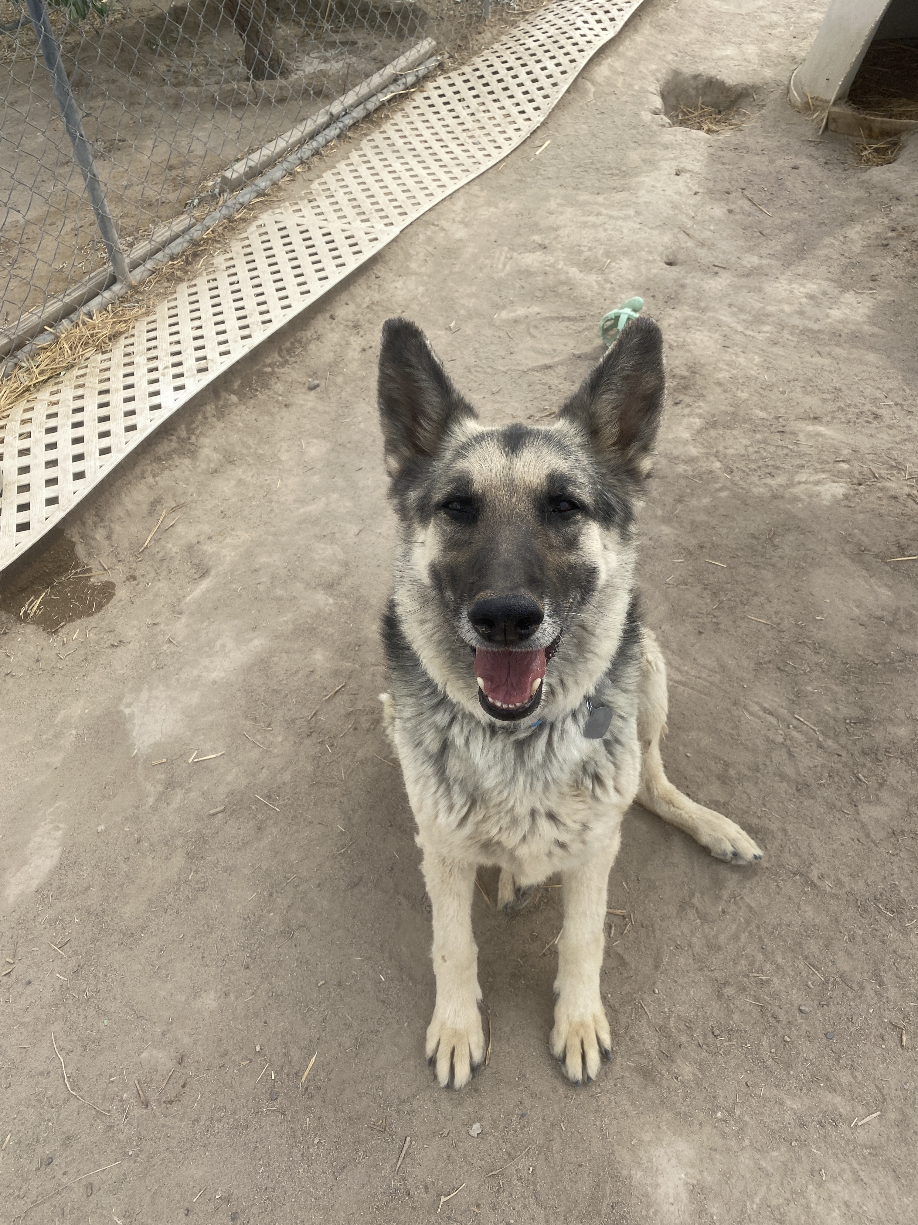 Jaxson, an adoptable German Shepherd Dog in Carson City, NV, 89702 | Photo Image 3