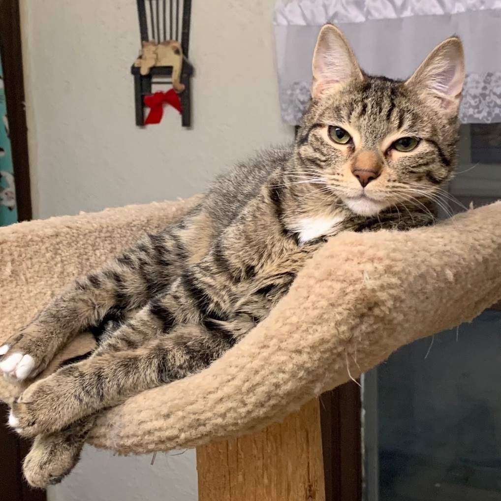 Melinda, an adoptable Domestic Short Hair in North Tonawanda, NY, 14120 | Photo Image 1