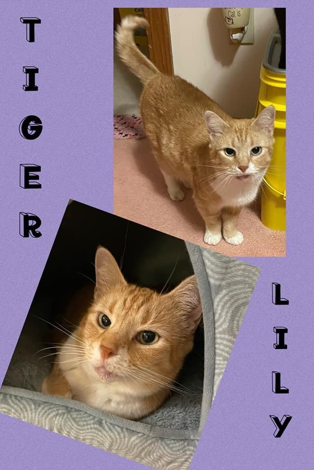 Tiger Lilly, an adoptable Domestic Short Hair in Fairmont, WV, 26554 | Photo Image 3