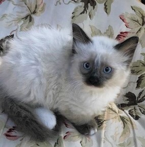 SLIPPERS - Gorgeous, Fluffy, Cuddly, Outgoing, 11-Week-Old, Mitted Ragdoll Girl! 2