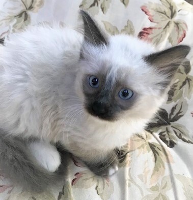 SLIPPERS - Gorgeous, Fluffy, Cuddly, Outgoing, 11-Week-Old, Mitted Ragdoll Girl! 3
