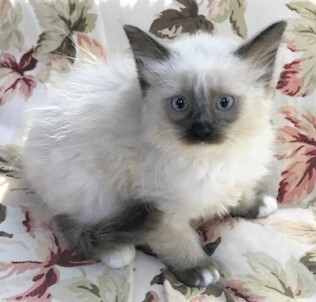 SLIPPERS - Gorgeous, Fluffy, Cuddly, Outgoing, 11-Week-Old, Mitted Ragdoll Girl! 4
