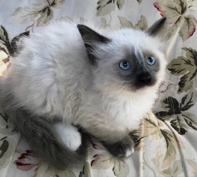 SLIPPERS - Gorgeous, Fluffy, Cuddly, Outgoing, 11-Week-Old, Mitted Ragdoll Girl! 5