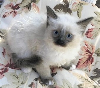 SLIPPERS - Gorgeous, Fluffy, Cuddly, Outgoing, 11-Week-Old, Mitted Ragdoll Girl! 6