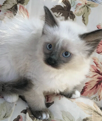 Slippers Gorgeous Fluffy Cuddly Outgoing 11 Week Old Mitted Ragdoll Girl detail page