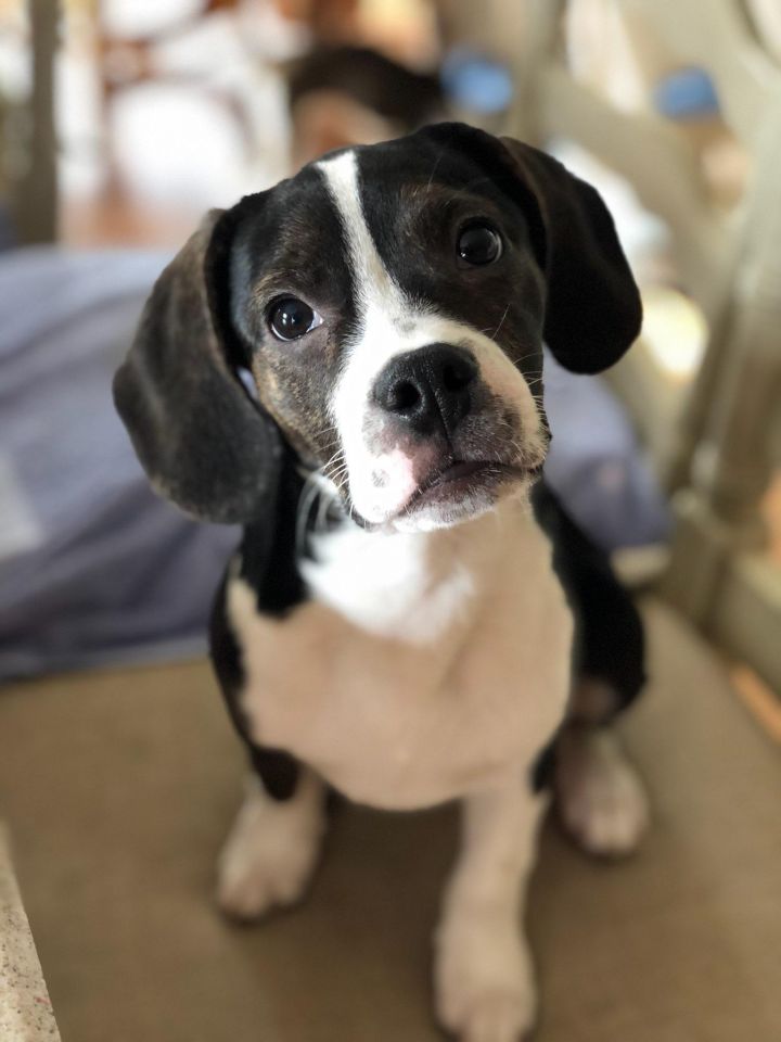 Dog for adoption Maximilian, a Boston Terrier & Beagle