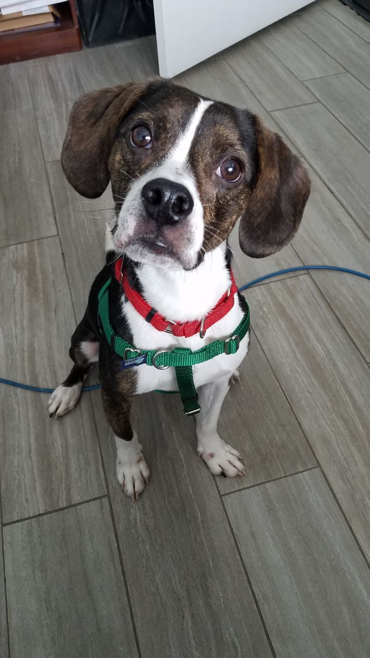 Dog for adoption Maximilian, a Boston Terrier & Beagle