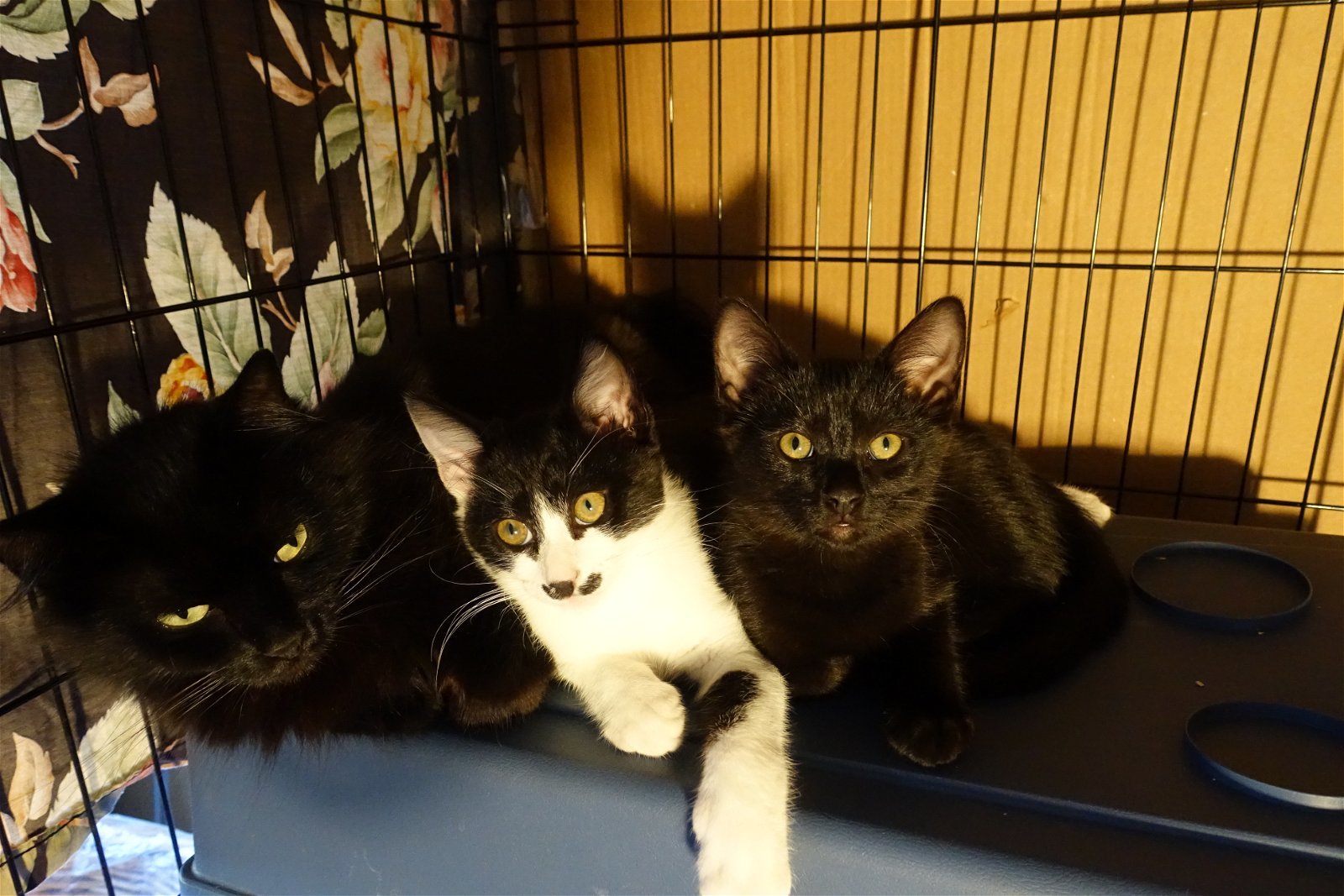 Adorable Kitten Family Ready For Adoption!
