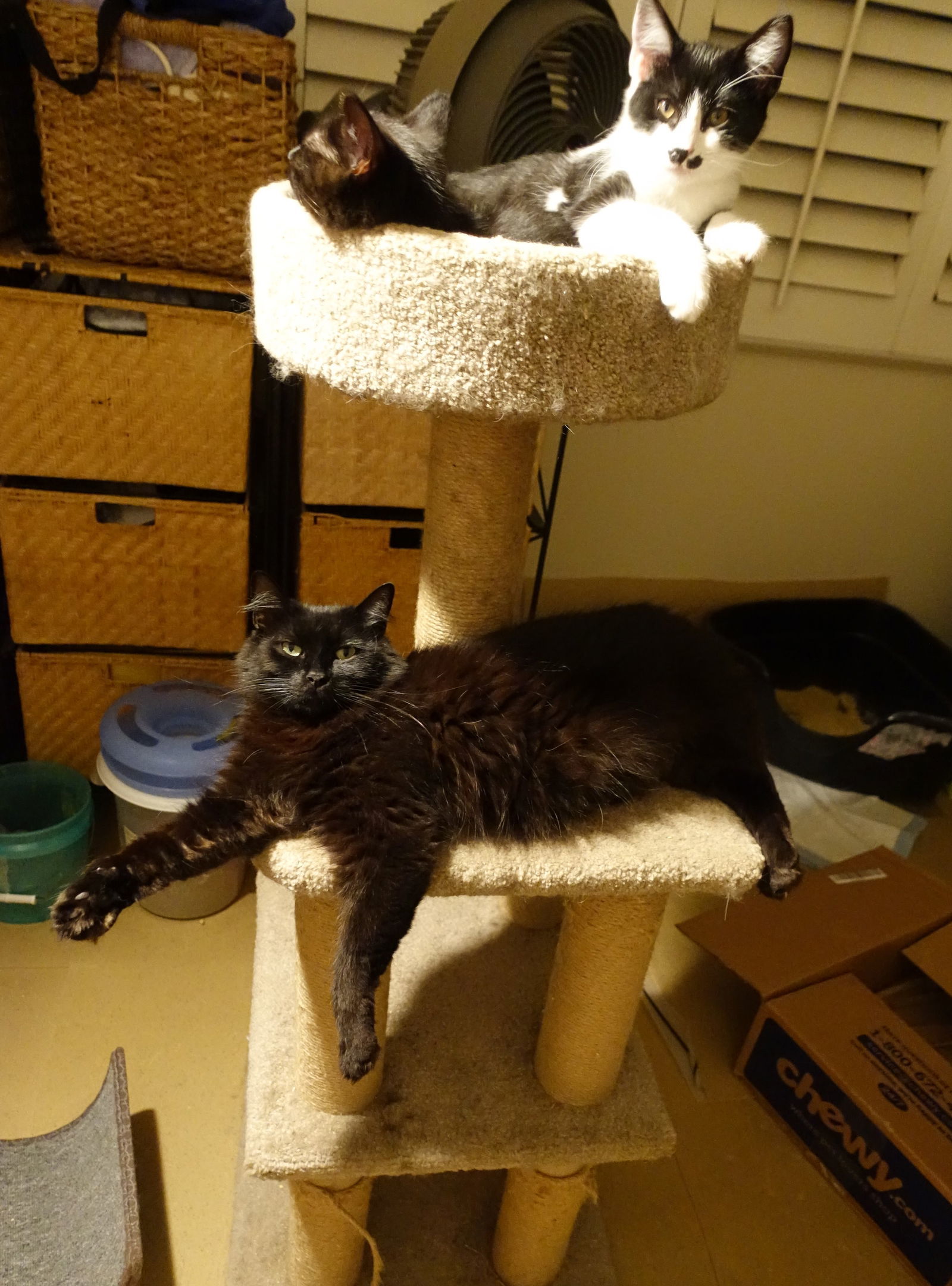 Adorable Kitten Family Ready For Adoption!