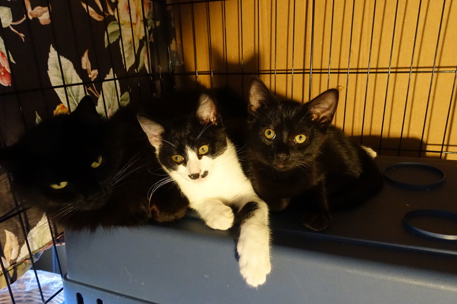 Adorable Kitten Family Ready For Adoption!