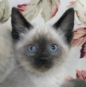 Nyra Beautiful Fluffy Bold Curious 11 Week Old Seal Point Siamese Girl detail page