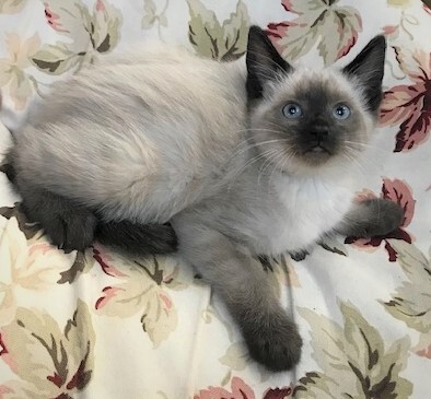 NYRA - Beautiful, Fluffy, Bold, Curious, 11-Week-Old, Seal Point Siamese Girl! 2