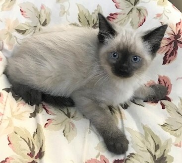NYRA - Beautiful, Fluffy, Bold, Curious, 11-Week-Old, Seal Point Siamese Girl! 3
