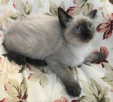 NYRA - Beautiful, Fluffy, Bold, Curious, 11-Week-Old, Seal Point Siamese Girl! 4