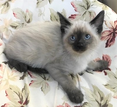 NYRA - Beautiful, Fluffy, Bold, Curious, 11-Week-Old, Seal Point Siamese Girl! 5