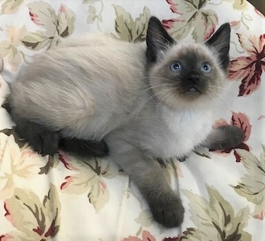 NYRA - Beautiful, Fluffy, Bold, Curious, 11-Week-Old, Seal Point Siamese Girl! 6