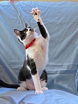 DAISY, Most Loved! Adopt Me With Java!, Baby Female unknown