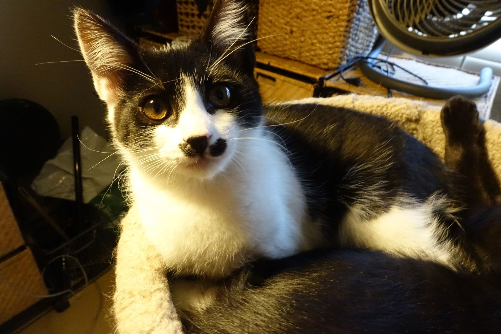 DAISY, Most Loved! Adopt Me With Java!