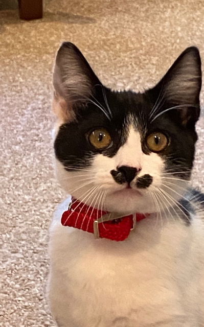 DAISY, Most Loved! Adopt Me With Java!