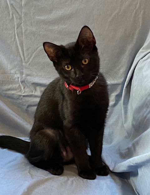 Java, I'm Gentle! Adopt Me With Daisy!, an adoptable Bombay, Domestic Short Hair in Newport Beach, CA, 92658 | Photo Image 1