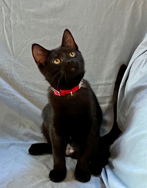 Java, I'm Gentle! Adopt Me With Daisy!