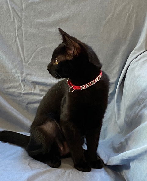 Java, I'm Gentle! Adopt Me With Daisy!