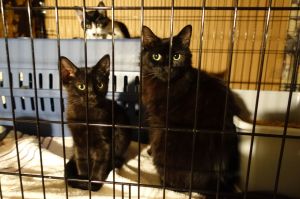 Sweet Bella! Really Nice! Look At Her Kittens!, Young Female Domestic Medium Hair