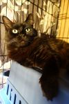 Sweet Bella! Really Nice! Look At Her Kittens! photo 2