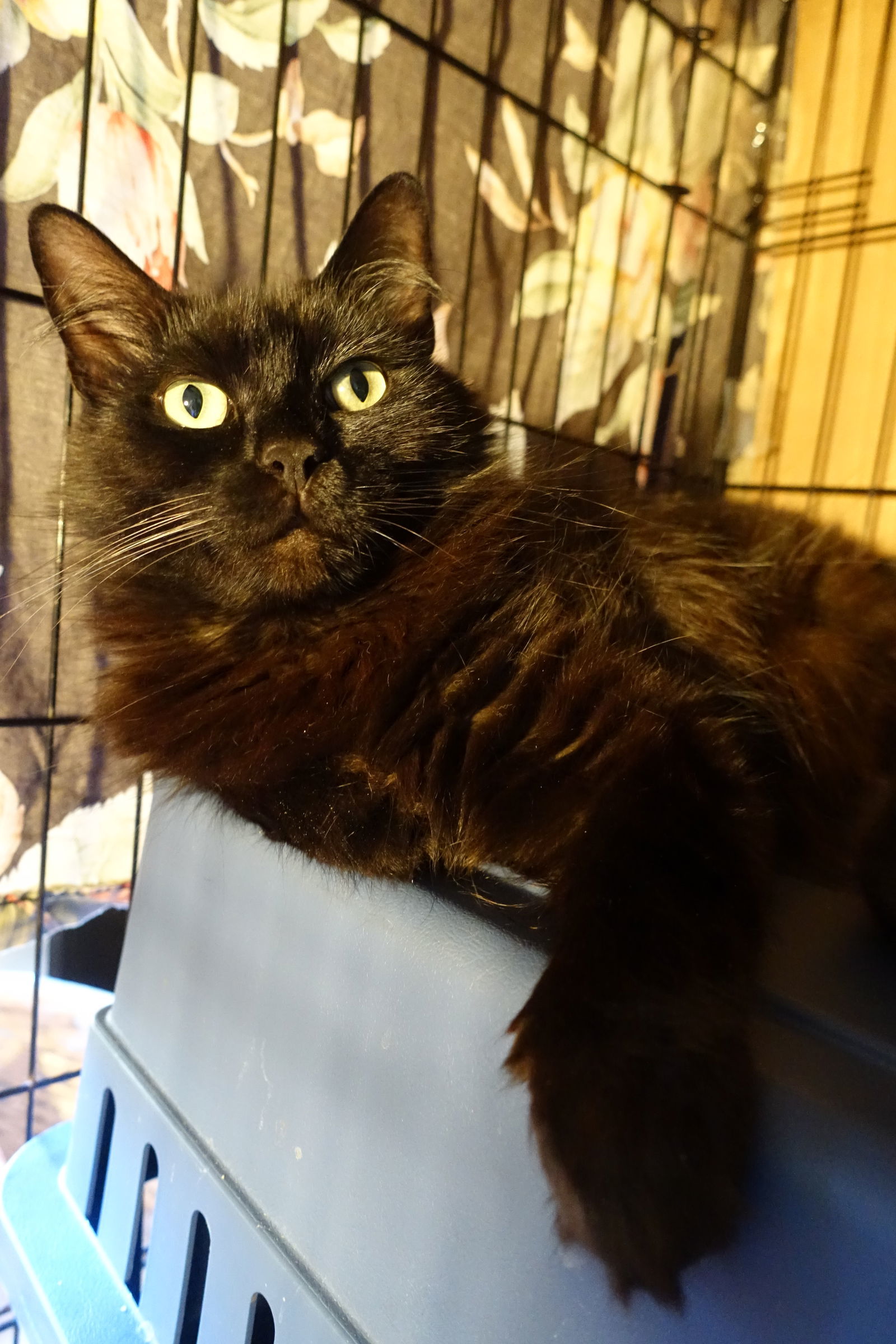 Sweet Bella! Really Nice! Look At Her Kittens!