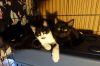 Sweet Bella! Really Nice! Look At Her Kittens! photo 3