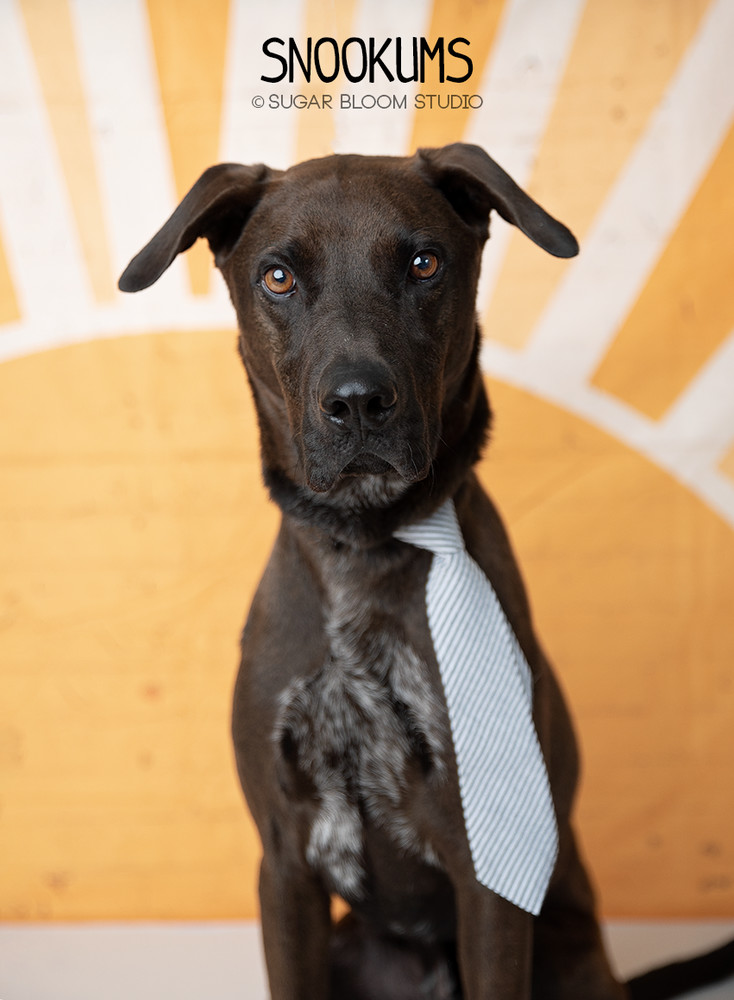 Snookums, an adoptable Labrador Retriever, German Shorthaired Pointer in Littleton, CO, 80126 | Photo Image 1