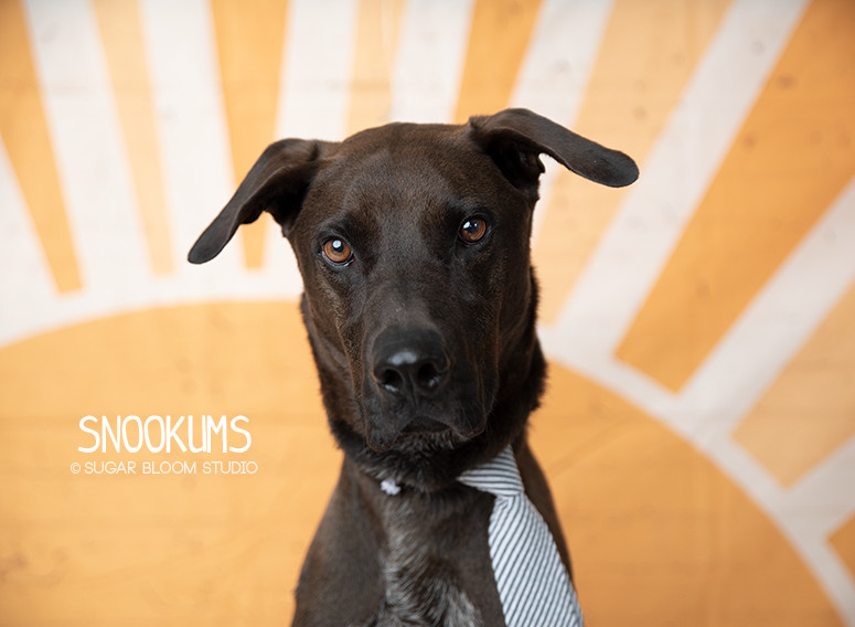 Snookums, an adoptable Labrador Retriever, German Shorthaired Pointer in Littleton, CO, 80126 | Photo Image 2
