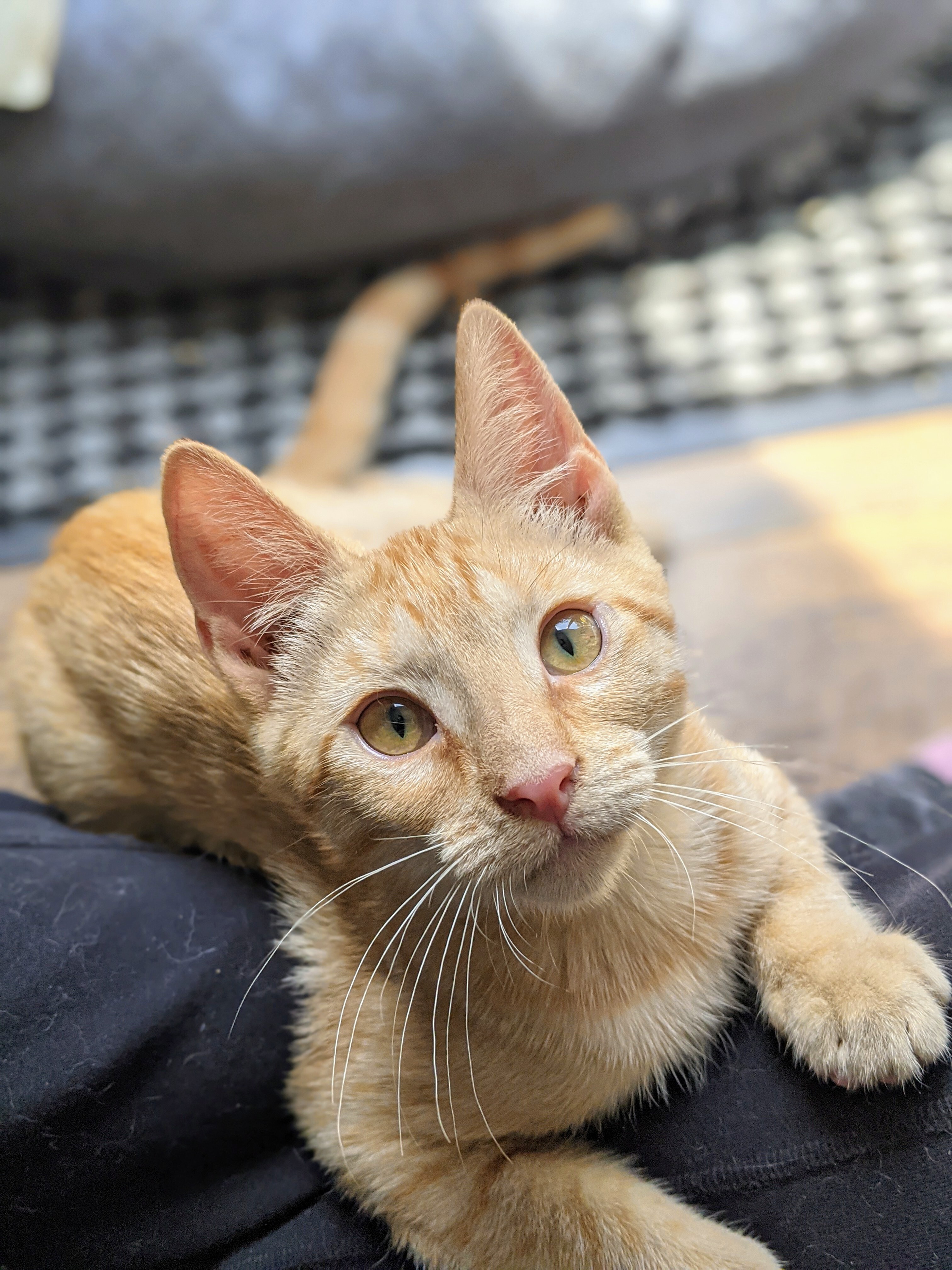 Cat for adoption - Timon, a Domestic Short Hair in Old Bridge, NJ ...