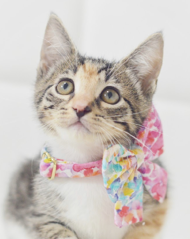 Cookie, an adopted Tabby & Calico Mix in North Babylon, NY_image-1