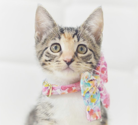 Cookie, an adopted Tabby & Calico Mix in North Babylon, NY_image-5