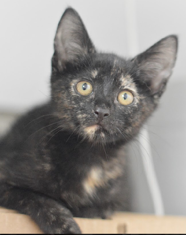 Billie, an adopted Tortoiseshell & Domestic Short Hair Mix in North Babylon, NY_image-2