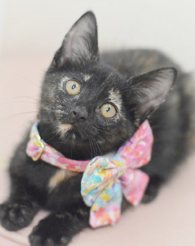 Billie, an adopted Tortoiseshell & Domestic Short Hair Mix in North Babylon, NY_image-3