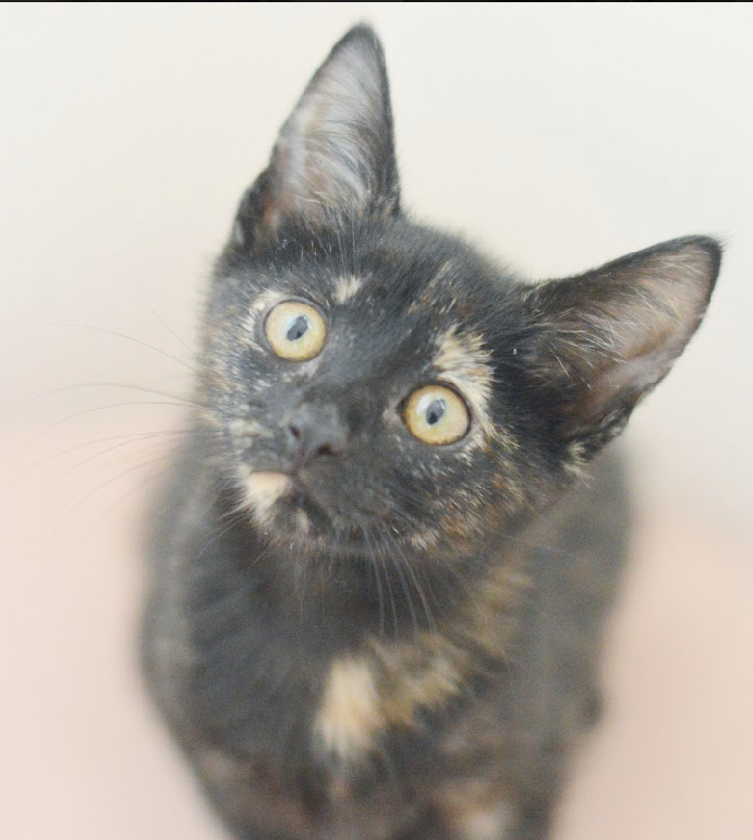 Billie, an adopted Tortoiseshell & Domestic Short Hair Mix in North Babylon, NY_image-4