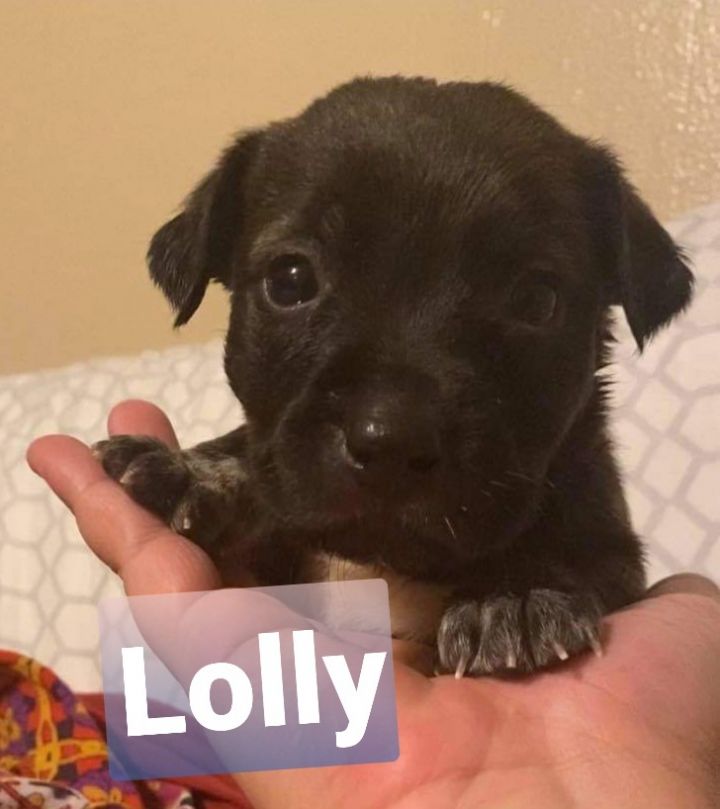 Dog For Adoption Lolly A Catahoula Leopard Dog Mix In Oregon City Or Petfinder