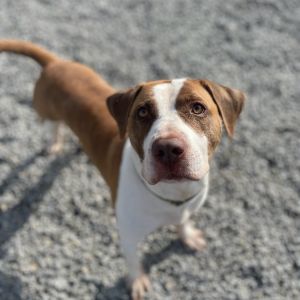 Pets For Adoption At Clermont County Animal Shelter In Batavia Oh Petfinder
