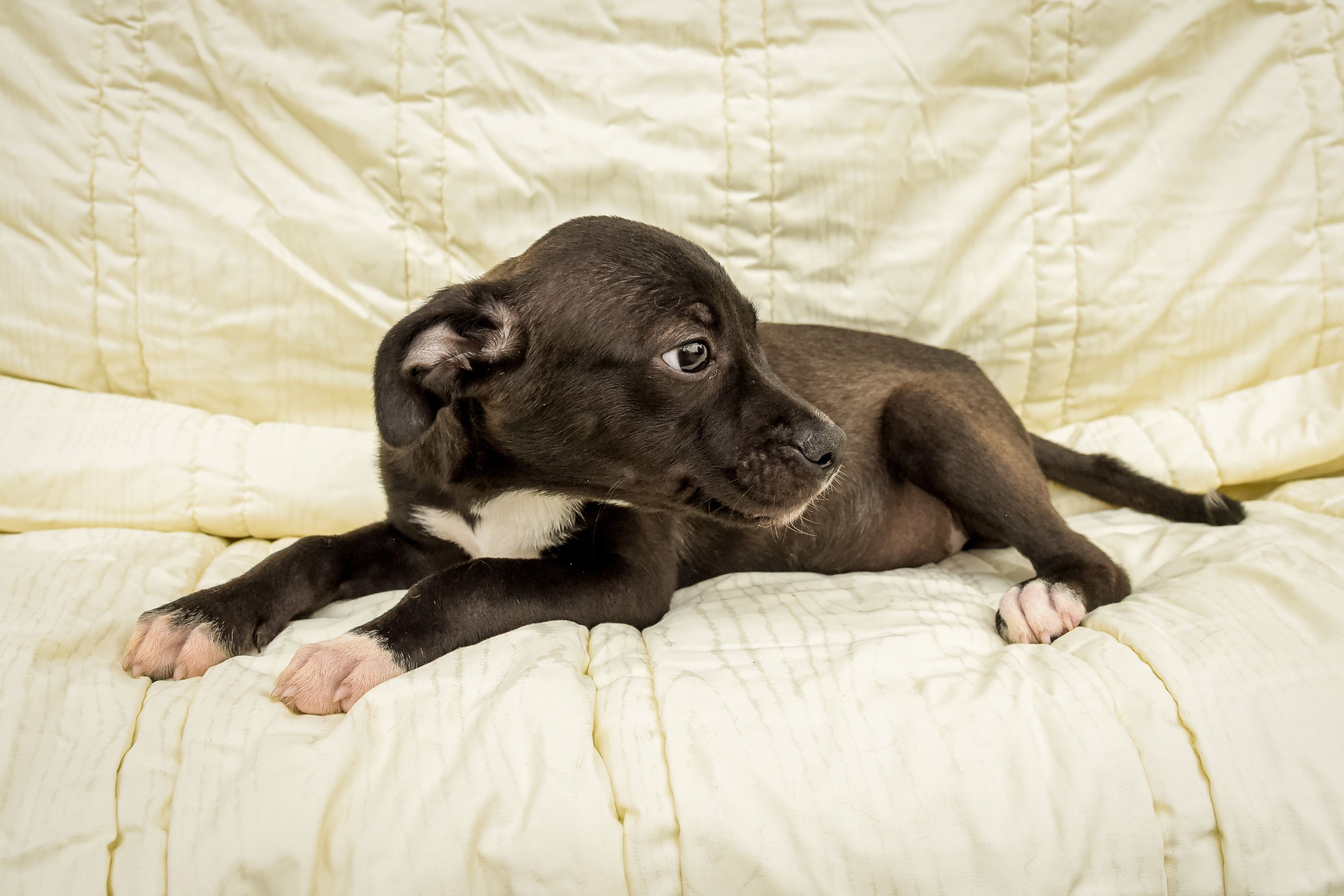 Dog For Adoption Marvella A Black Labrador Retriever Mix In Lambertville Nj Petfinder