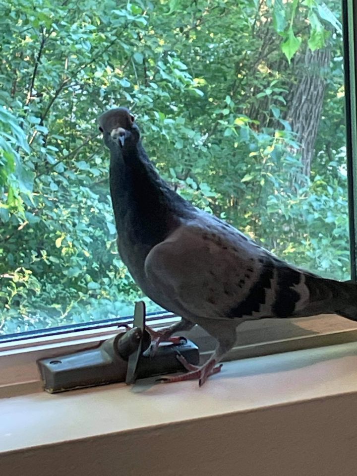 LP (Little Pidge), an adopted Pigeon in Chicago, IL_image-1