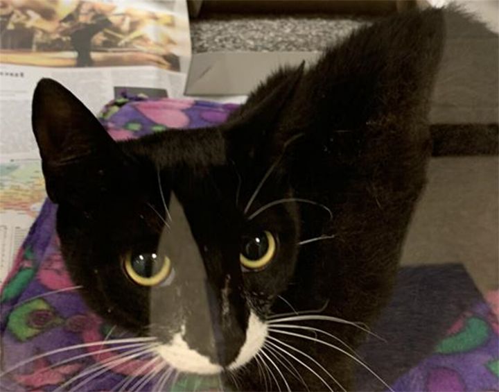 Smudge* A179911, an adopted Domestic Short Hair in Plano, TX_image-2