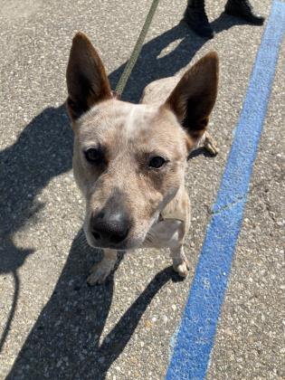 Beans, an adopted Australian Cattle Dog / Blue Heeler in Lafayette, CA_image-2