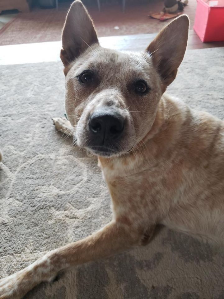 Beans, an adopted Australian Cattle Dog / Blue Heeler in Lafayette, CA_image-1
