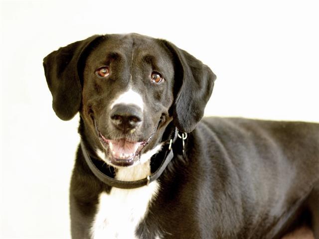 LEO, an adoptable Labrador Retriever in Tavares, FL, 32778 | Photo Image 1