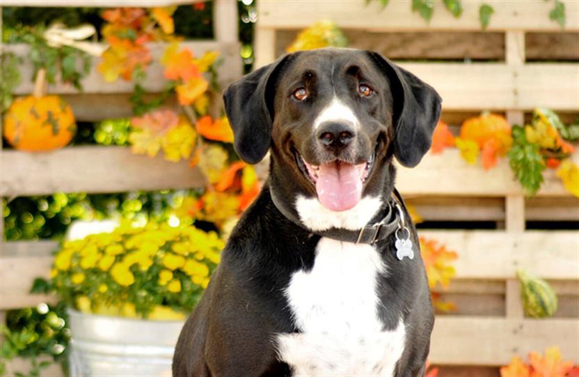 LEO, an adoptable Labrador Retriever in Tavares, FL, 32778 | Photo Image 1